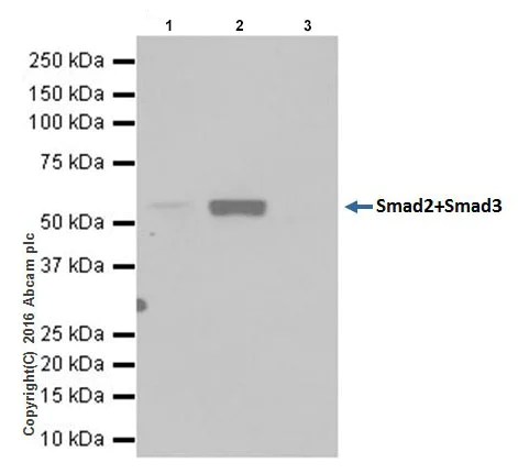 Immunoprecipitation - Anti-Smad2 + Smad3 antibody [EPR19557] - ChIP Grade (AB207447)