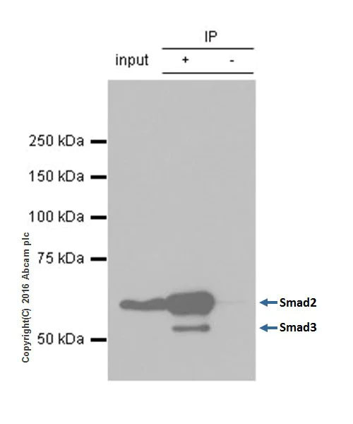 Immunoprecipitation - Anti-Smad2 + Smad3 antibody [EPR19557] - ChIP Grade (AB207447)