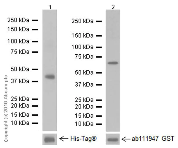 Western blot - Anti-Smad2 + Smad3 antibody [EPR19557] - ChIP Grade (AB207447)