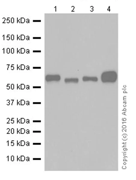 Western blot - Anti-Smad2 + Smad3 antibody [EPR19557] - ChIP Grade (AB207447)