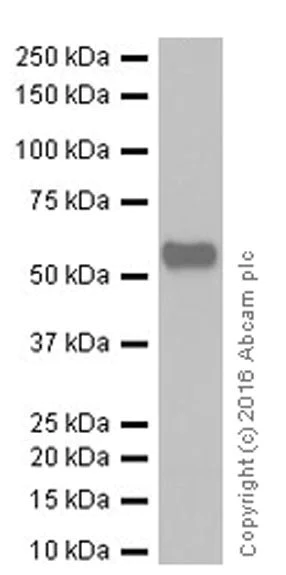 Western blot - Anti-Smad2 + Smad3 antibody [EPR19557] - ChIP Grade (AB207447)