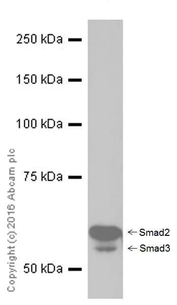 Western blot - Anti-Smad2 + Smad3 antibody [EPR19557] - ChIP Grade (AB207447)