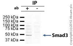 Immunoprecipitation - Anti-Smad3 antibody (AB84177)