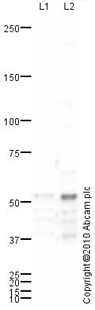 Western blot - Anti-Smad3 antibody (AB84177), expandable thumbnail