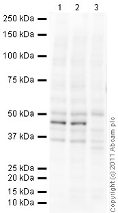 Western blot - Anti-Smad3 antibody (ab84177), expandable thumbnail