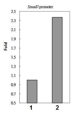 ChIP - Anti-Smad3 antibody - ChIP Grade (AB227223), expandable thumbnail