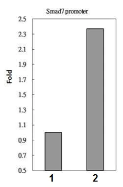 ChIP - Anti-Smad3 antibody - ChIP Grade (AB227223)