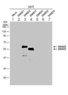 Western blot - Anti-Smad3 antibody - ChIP Grade (AB227223)