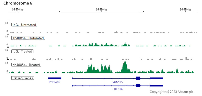 ChIC/CUT&RUN sequencing - Anti-Smad3 antibody [EP568Y] (AB40854)