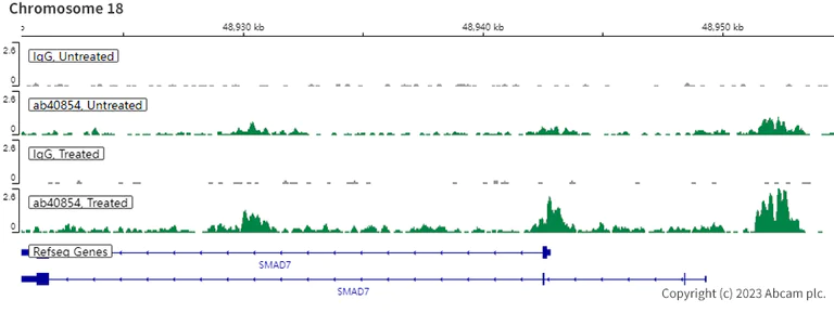 ChIC/CUT&RUN sequencing - Anti-Smad3 antibody [EP568Y] (AB40854)