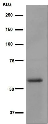 Western blot - Anti-Smad3 antibody [EP568Y] (AB40854)