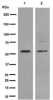 Western blot - Anti-Smad3 antibody [EP568Y] (AB40854)