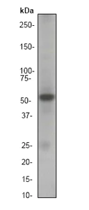 Western blot - Anti-Smad3 antibody [EP568Y] (AB40854)