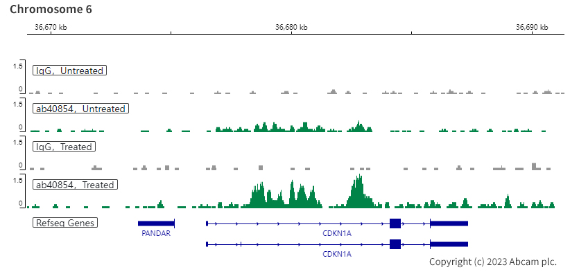 ChIC/CUT&RUN sequencing - Anti-Smad3 antibody [EP568Y] - BSA and Azide free (ab157372), expandable thumbnail
