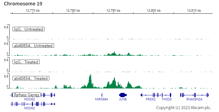 ChIC/CUT&RUN sequencing - Anti-Smad3 antibody [EP568Y] - BSA and Azide free (ab157372), expandable thumbnail