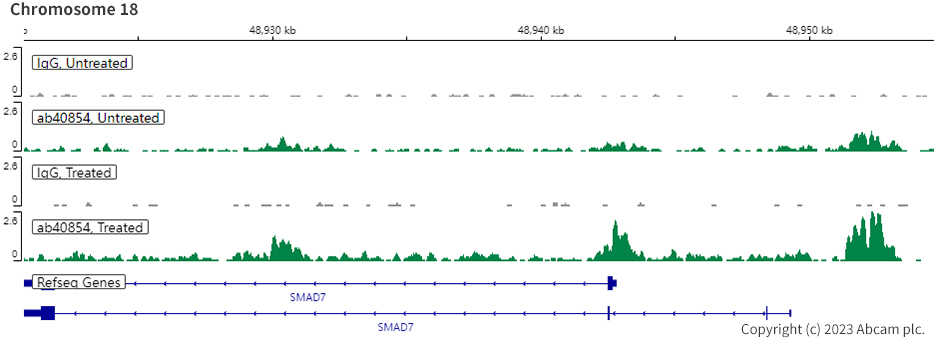 ChIC/CUT&RUN sequencing - Anti-Smad3 antibody [EP568Y] - BSA and Azide free (ab157372), expandable thumbnail