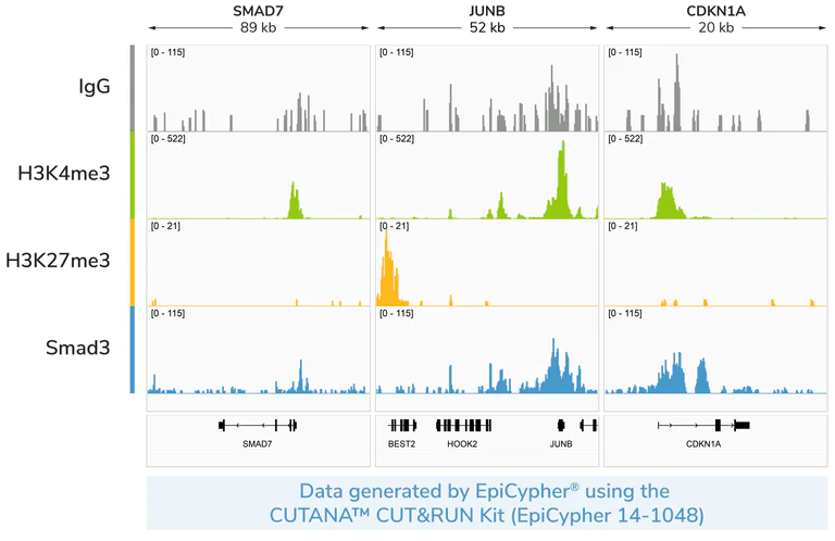 ChIC/CUT&RUN sequencing - Anti-Smad3 antibody [EP568Y] - BSA and Azide free (AB157372)