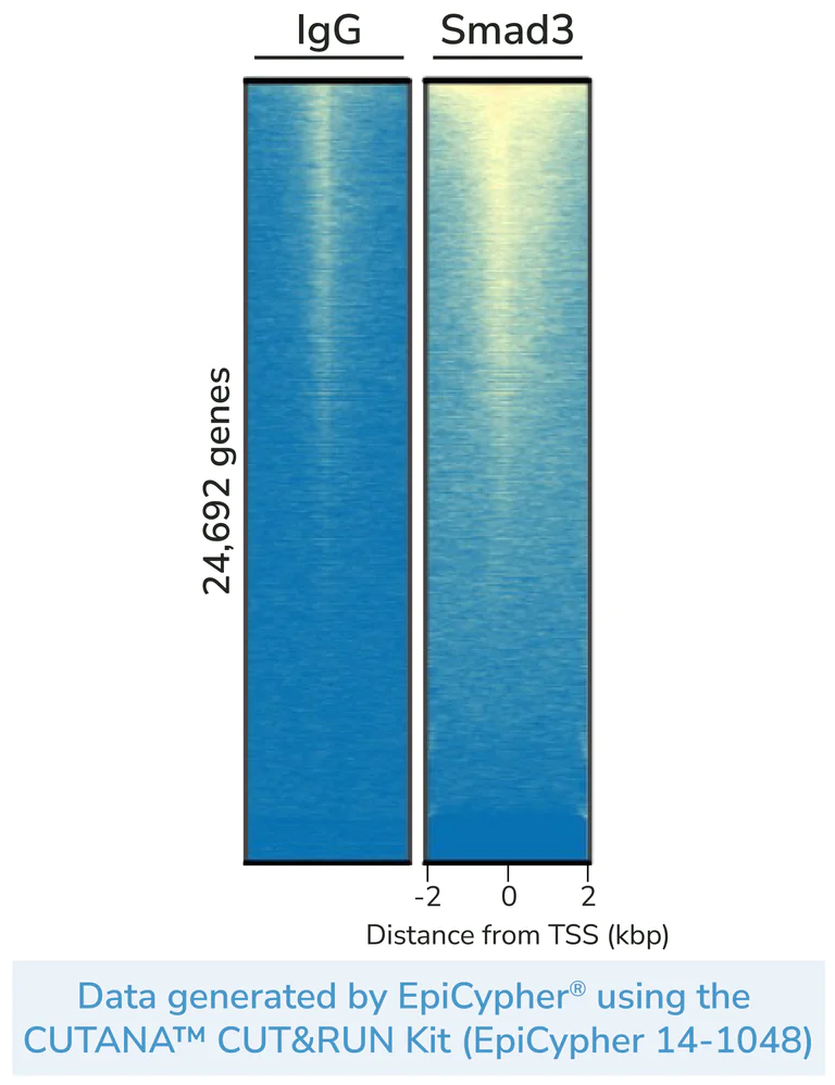 ChIC/CUT&RUN sequencing - Anti-Smad3 antibody [EP568Y] - BSA and Azide free (AB157372)