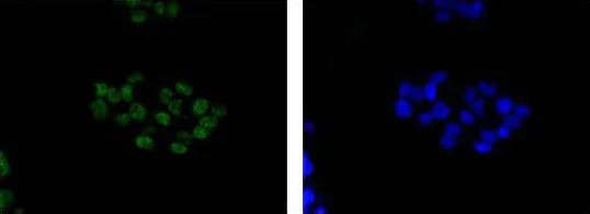 Immunocytochemistry/ Immunofluorescence - Anti-Smad3 antibody [EP568Y] - BSA and Azide free (AB157372)