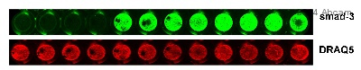 Immunocytochemistry/ Immunofluorescence - Anti-Smad3 antibody [EP568Y] - BSA and Azide free (AB157372), expandable thumbnail
