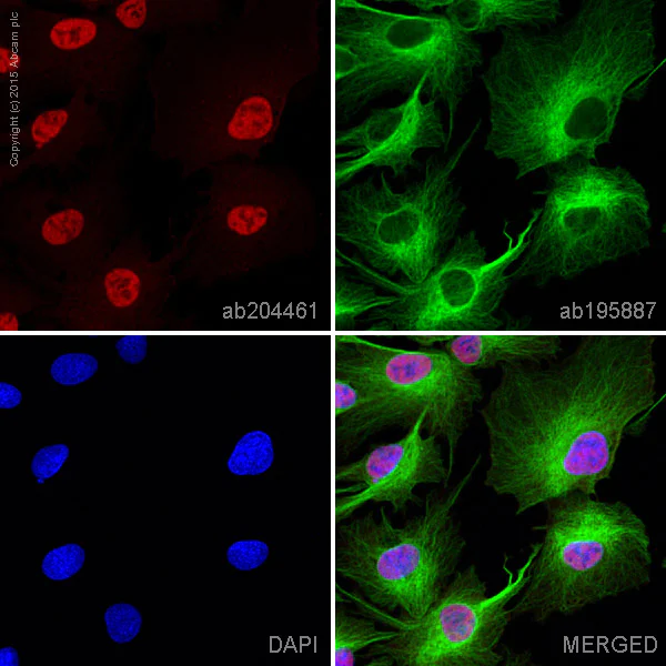 Immunocytochemistry/ Immunofluorescence - Anti-Smad3 antibody [EP568Y] - BSA and Azide free (AB157372)