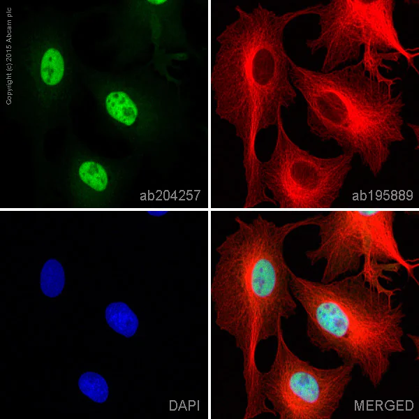 Immunocytochemistry/ Immunofluorescence - Anti-Smad3 antibody [EP568Y] - BSA and Azide free (AB157372)