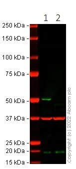 Western blot - Anti-Smad3 antibody [EP568Y] - BSA and Azide free (AB157372)
