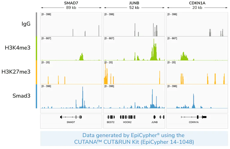 ChIC/CUT&RUN sequencing - Anti-Smad3 antibody [EPR19686-142] - BSA and Azide free (Capture) (AB252605)