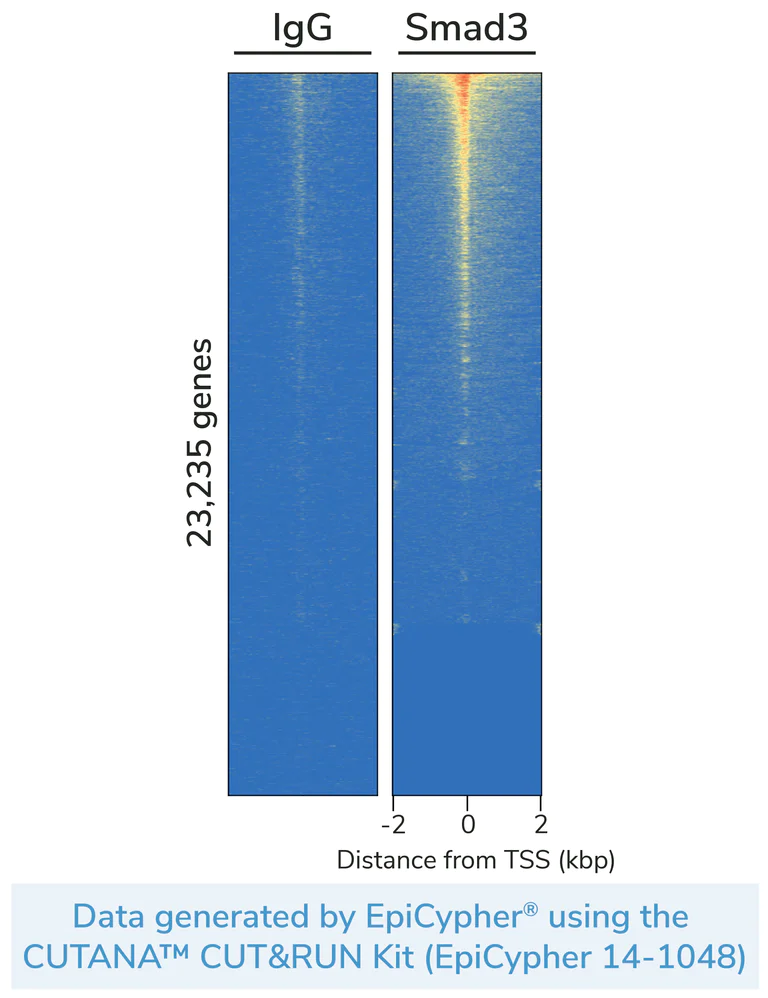 ChIC/CUT&RUN sequencing - Anti-Smad3 antibody [EPR19686-142] - BSA and Azide free (Capture) (AB252605)