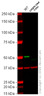 Western blot - Anti-Smad3 antibody [EPR19686] - BSA and Azide free (AB251490), expandable thumbnail
