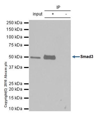Immunoprecipitation - Anti-Smad3 antibody [EPR19686] - ChIP Grade (AB208182), expandable thumbnail
