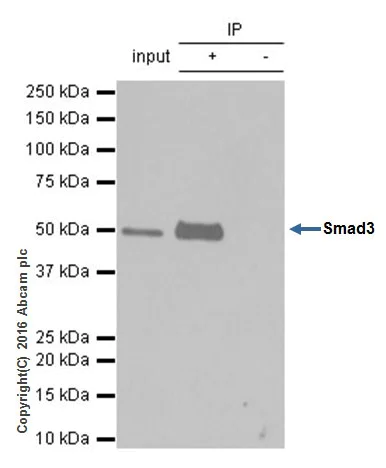 Immunoprecipitation - Anti-Smad3 antibody [EPR19686] - ChIP Grade (AB208182)