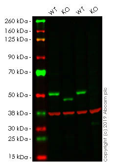 Western blot - Anti-Smad3 antibody [EPR19686] - ChIP Grade (AB208182)
