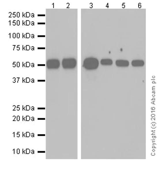 Western blot - Anti-Smad3 antibody [EPR19686] - ChIP Grade (AB208182)
