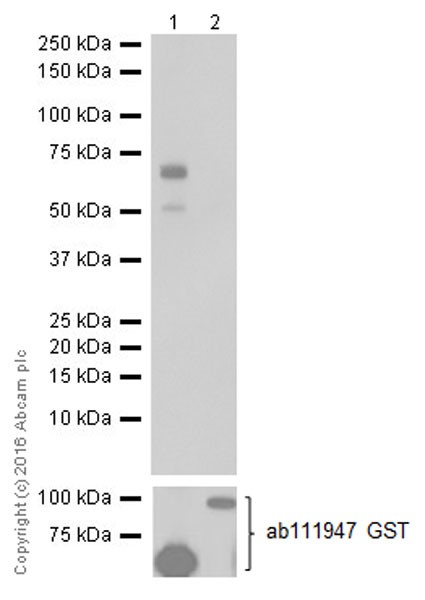 Western blot - Anti-Smad3 antibody [EPR19686] - ChIP Grade (AB208182), expandable thumbnail