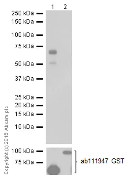 Western blot - Anti-Smad3 antibody [EPR19686] - ChIP Grade (AB208182)