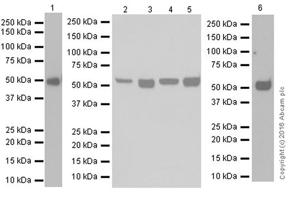 Western blot - Anti-Smad3 antibody [EPR19686] - ChIP Grade (ab208182), expandable thumbnail