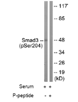 Western blot - Anti-Smad3 (phospho S204) antibody (AB63402)