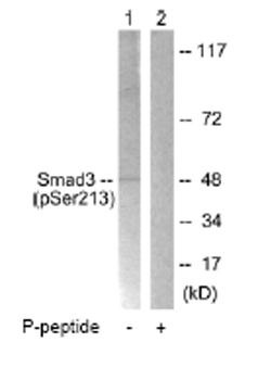 Western blot - Anti-Smad3 (phospho S213) antibody (AB63403), expandable thumbnail