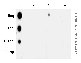 Dot Blot - Anti-SMAD3 (pS423/425) + SMAD5 (pS463/465) + SMAD1 (pS463/465) + SMAD2 (pS465/467) antibody [EP823Y] (AB52903)
