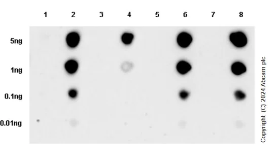 Dot Blot - Anti-SMAD3 (pS423/425) + SMAD5 (pS463/465) + SMAD1 (pS463/465) + SMAD2 (pS465/467) antibody [EP823Y] (AB52903)