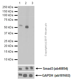 Western blot - Anti-SMAD3 (pS423/425) + SMAD5 (pS463/465) + SMAD1 (pS463/465) + SMAD2 (pS465/467) antibody [EP823Y] (AB52903)