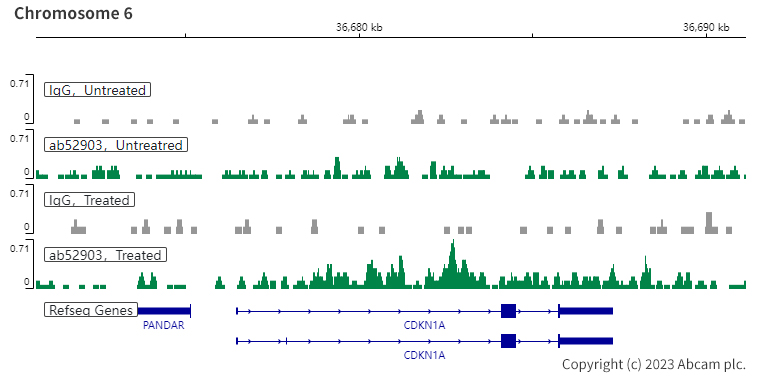 ChIC/CUT&RUN sequencing - Anti-SMAD3 (pS423/425) + SMAD5 (pS463/465 ) + SMAD1 (pS463/465) + SMAD2 (pS465/467) antibody [EP823Y] - BSA and Azide free (ab172202), expandable thumbnail