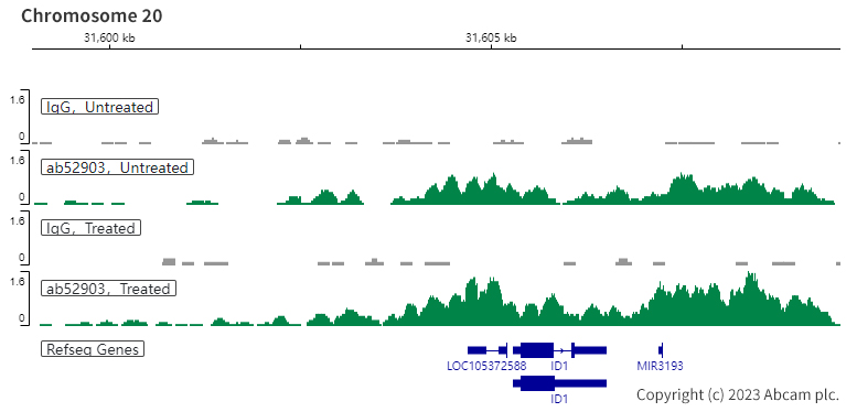 ChIC/CUT&RUN sequencing - Anti-SMAD3 (pS423/425) + SMAD5 (pS463/465 ) + SMAD1 (pS463/465) + SMAD2 (pS465/467) antibody [EP823Y] - BSA and Azide free (ab172202), expandable thumbnail