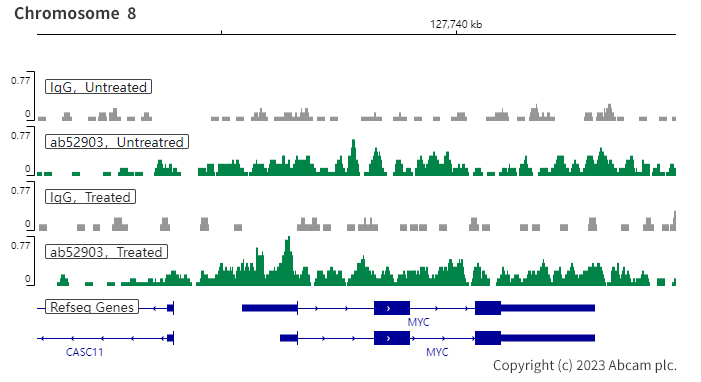 ChIC/CUT&RUN sequencing - Anti-SMAD3 (pS423/425) + SMAD5 (pS463/465 ) + SMAD1 (pS463/465) + SMAD2 (pS465/467) antibody [EP823Y] - BSA and Azide free (ab172202), expandable thumbnail