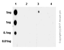Dot Blot - Anti-SMAD3 (pS423/425) + SMAD5 (pS463/465 ) + SMAD1 (pS463/465) + SMAD2 (pS465/467) antibody [EP823Y] - BSA and Azide free (AB172202), expandable thumbnail