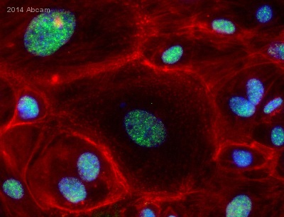 Immunocytochemistry/ Immunofluorescence - Anti-SMAD3 (pS423/425) + SMAD5 (pS463/465 ) + SMAD1 (pS463/465) + SMAD2 (pS465/467) antibody [EP823Y] - BSA and Azide free (AB172202), expandable thumbnail