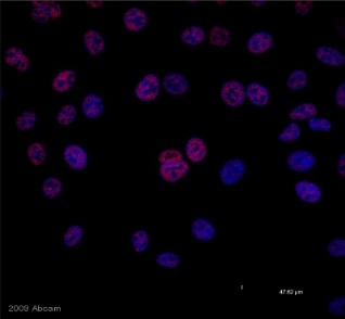 Immunocytochemistry/ Immunofluorescence - Anti-SMAD3 (pS423/425) + SMAD5 (pS463/465 ) + SMAD1 (pS463/465) + SMAD2 (pS465/467) antibody [EP823Y] - BSA and Azide free (ab172202), expandable thumbnail