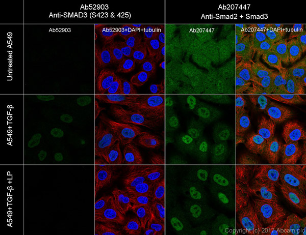 Immunocytochemistry/ Immunofluorescence - Anti-SMAD3 (pS423/425) + SMAD5 (pS463/465 ) + SMAD1 (pS463/465) + SMAD2 (pS465/467) antibody [EP823Y] - BSA and Azide free (ab172202), expandable thumbnail