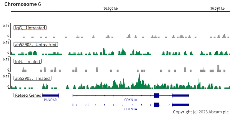 ChIC/CUT&RUN sequencing - Anti-SMAD3 (pS423/425)+SMAD5&SMAD1 (pS463/465)+SMAD2 (pS465/467) antibody [EP823Y] - BSA&Azide free (AB172202)
